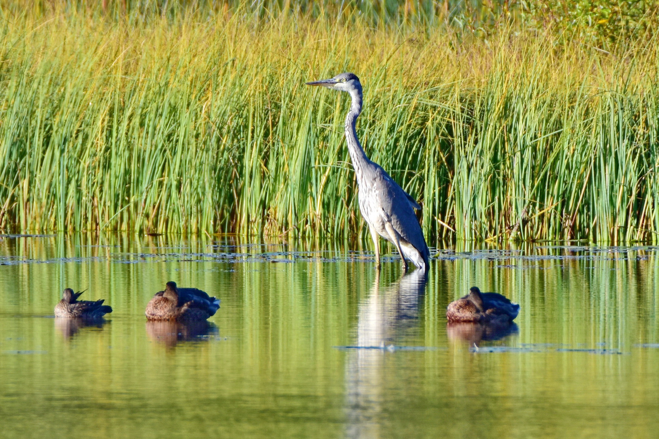 Fågel