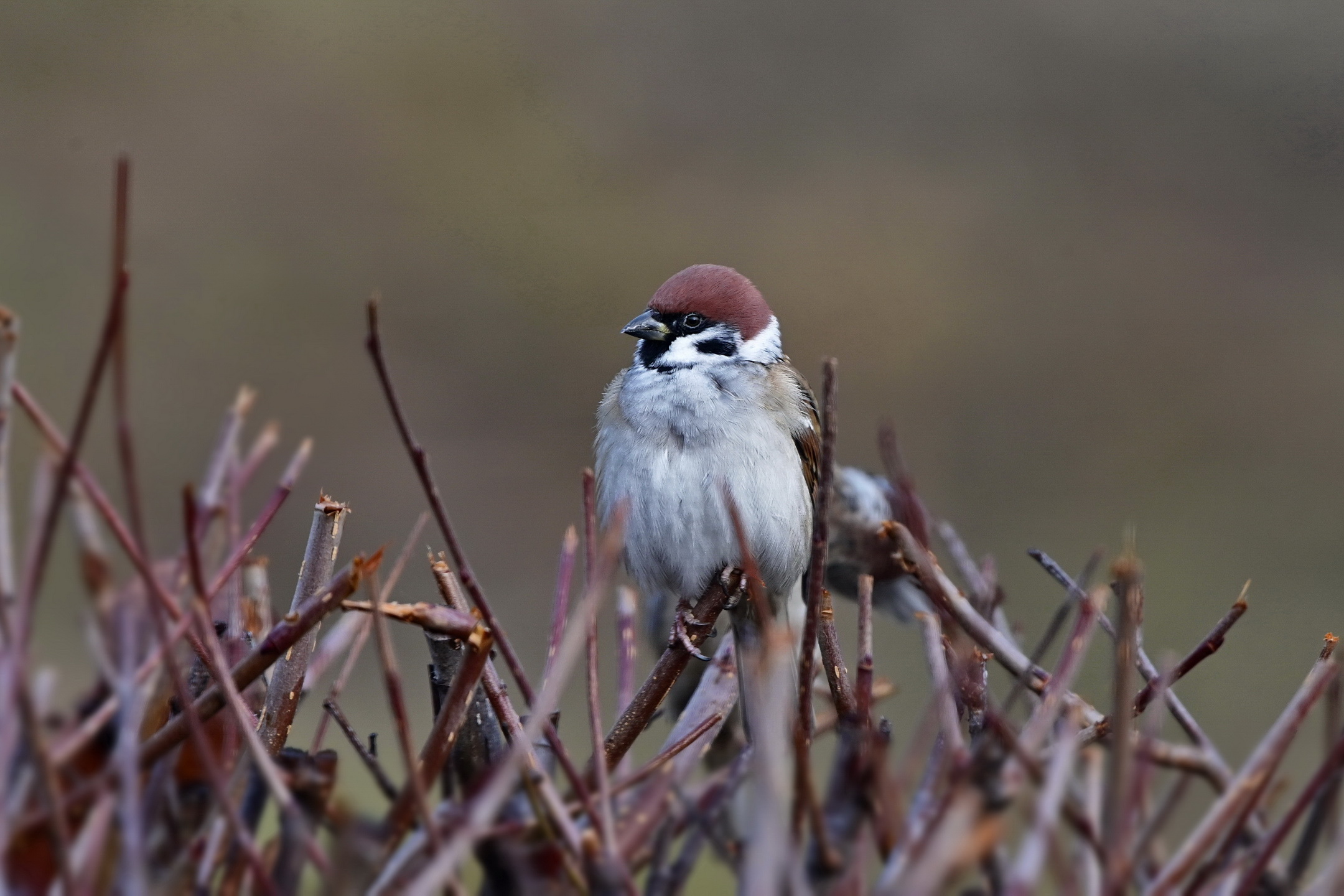 Fågel