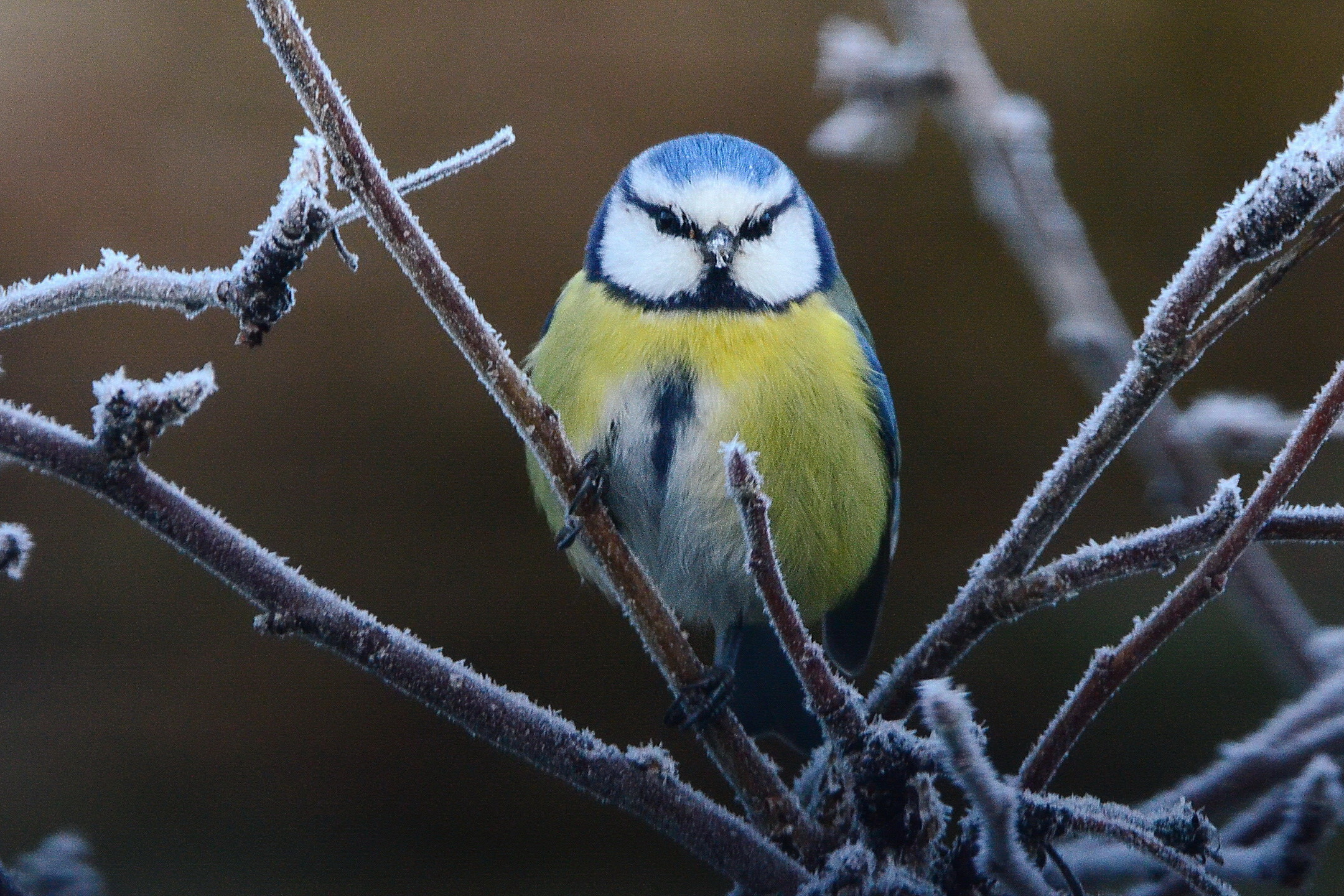 Fågel