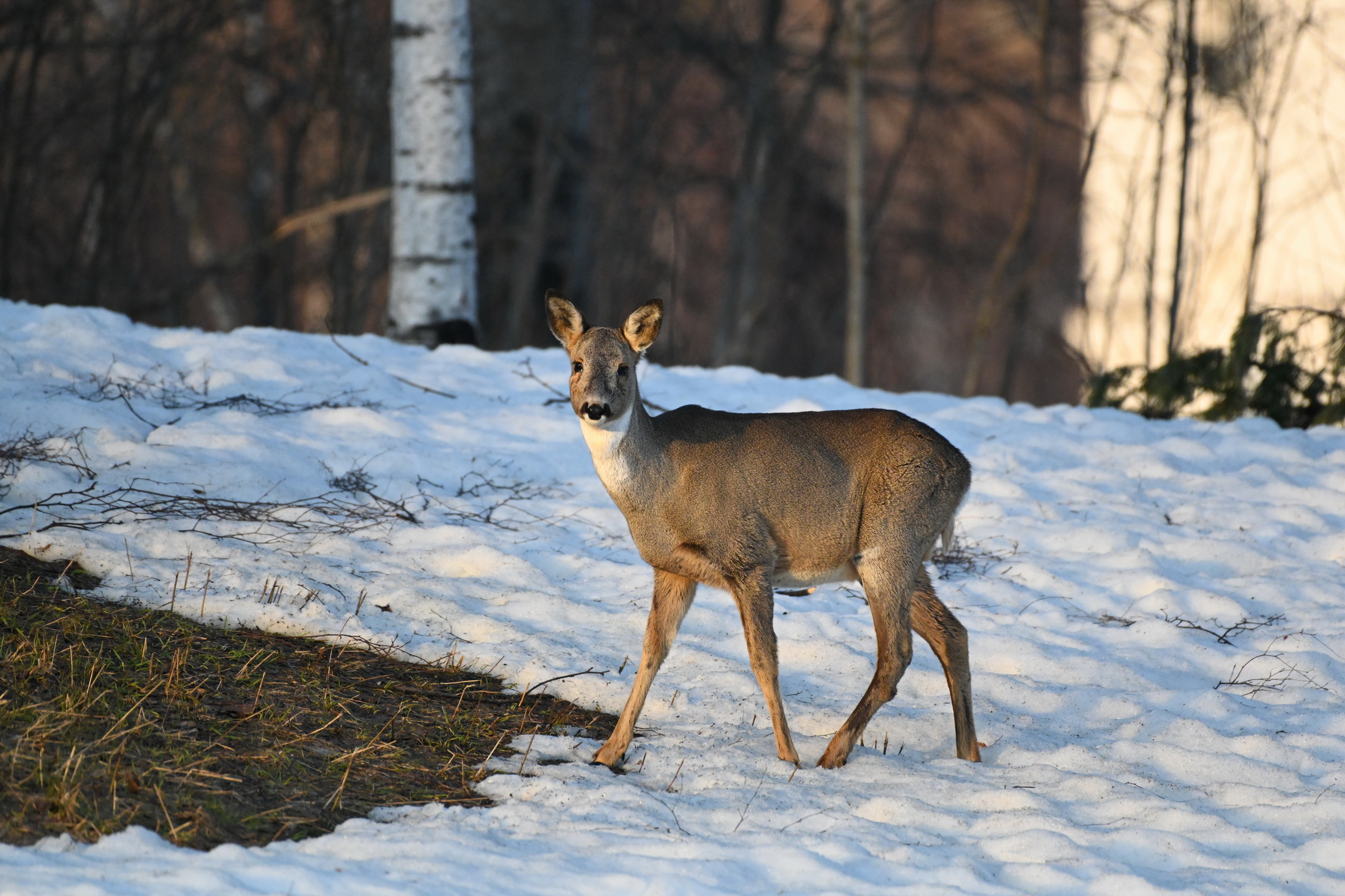 Rådjur