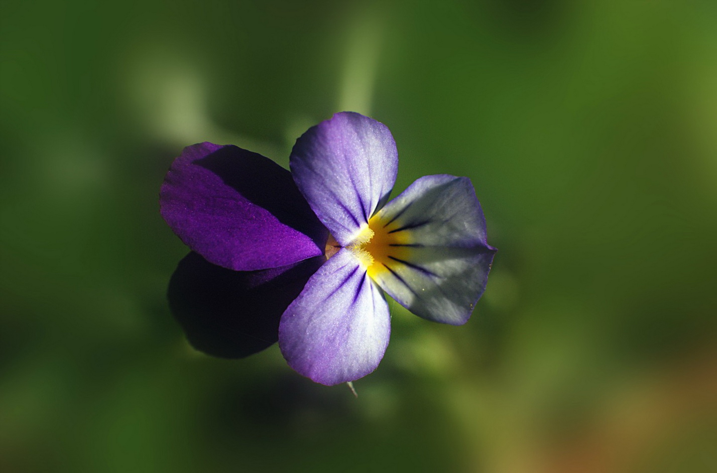 Närbild på blomma.