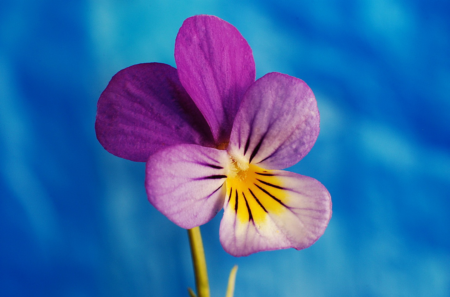 Närbild på blomma.