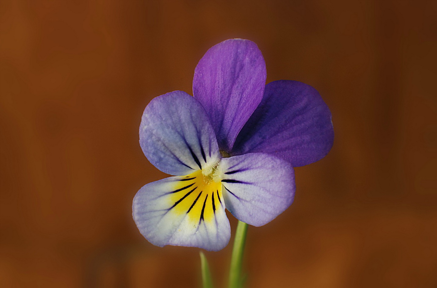 Närbild på blomma.