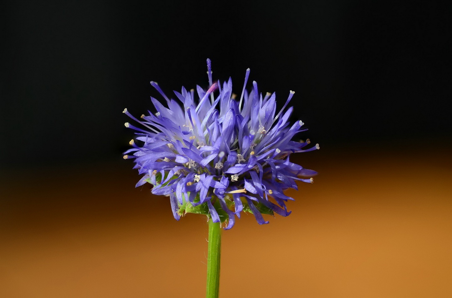 Närbild på blomma.