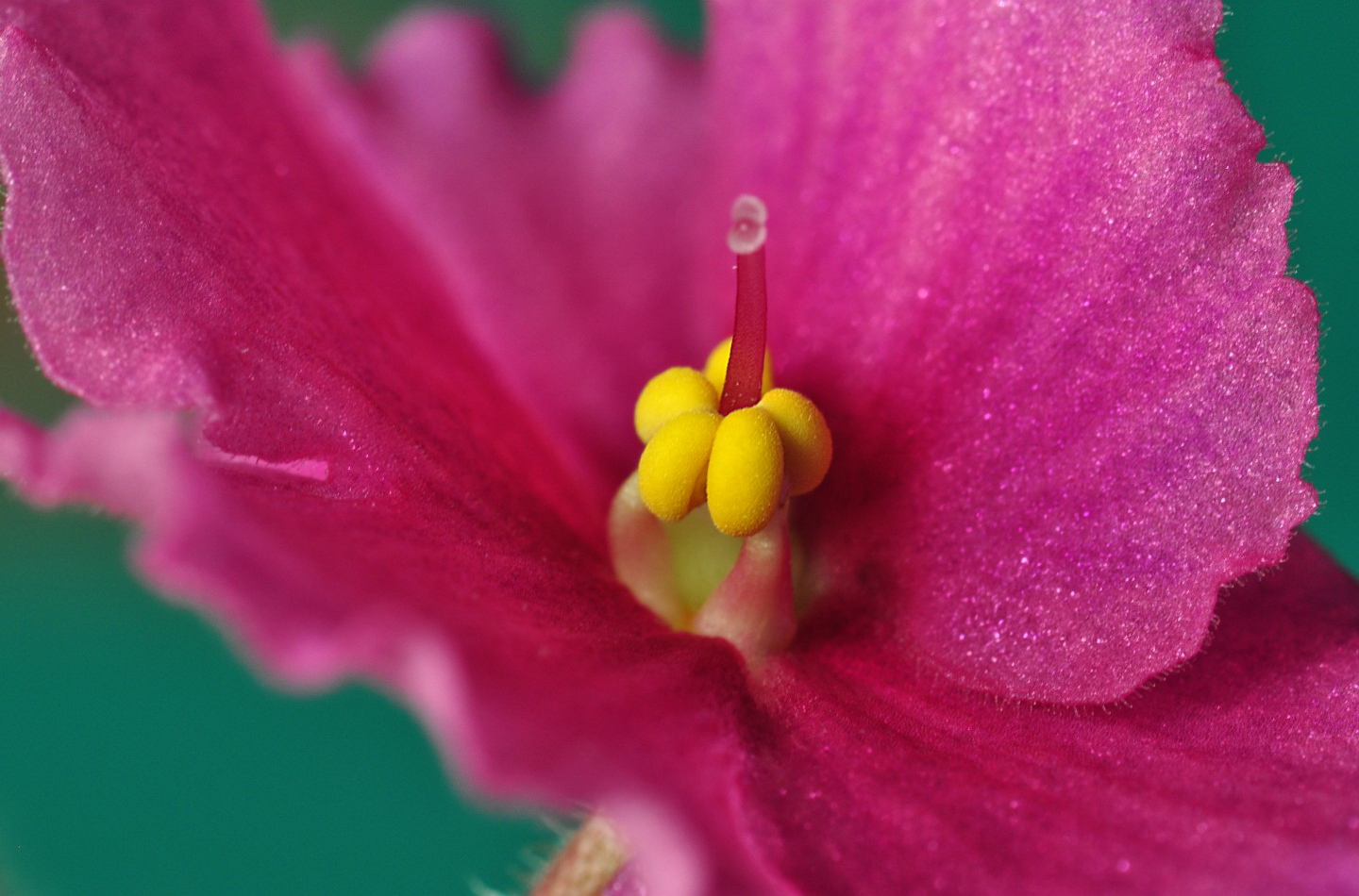 Närbild på blomma.